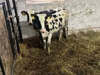 Rinder (Partie, Geschlecht nicht angegeben), Russian Black pied cattle — Foto 1