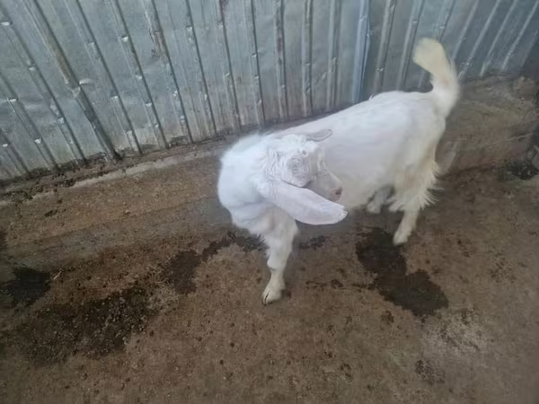 Ziege, Nubian Goat