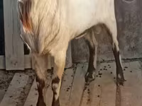 Ziege, Alpine goat — Foto 1