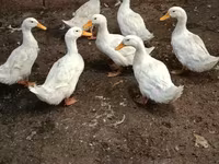 American Pekin — Foto 2