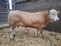 ثور, Blonde d’Aquitane cattle — الصورة 4