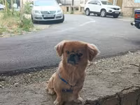 Cins: Pekinges (Pekingese) Rəng: açıq qəhvəyi/qızılı Cinsiyyəti: erkək — фото 5