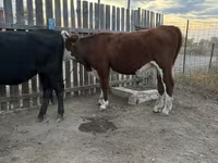 गाय, Simmental cattle — फ़ोटो 3