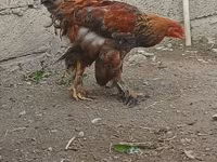 Brahma — Foto 6