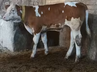 Bulle, Simmental cattle — Foto 1