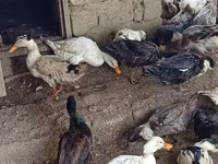Ducks — الصورة 8