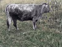 Vaca, Ganado vacuno — foto 2