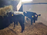 Bull, Simmental cattle — photo 5