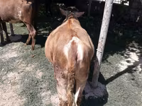 Vaca, Simmental cattle — foto 4