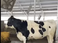 Kuh, Holstein-Rasse — Foto 7