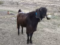 تيس, الماعز — الصورة 6