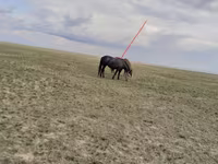 فرس, Horse breed — الصورة 2