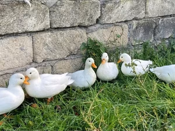 Ducks