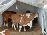Bulle, Simmental cattle — Foto 2