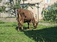 Vaca, Swiss cattle — foto 4