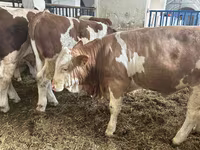 ثور, Simmental cattle — الصورة 1