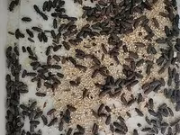 Canlı un qurdları (Tenebrio molitor) – yemlik və yetişdirmə üçün - — फ़ोटो 3