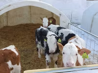 Bulle, Simmental cattle — Foto 2