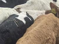 Rinder (Partie, Geschlecht nicht angegeben), Simmental cattle — Foto 3