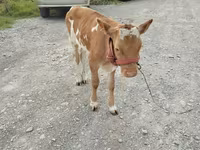 Cow, Red Polled Cow — photo 1