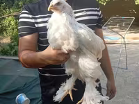 Chickens — Foto 2
