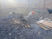 Chickens — 4-rasm