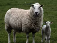Qoç, Dorper sheep — foto 8