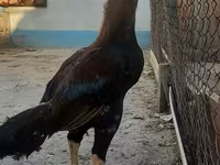 Chickens — 1-сурет