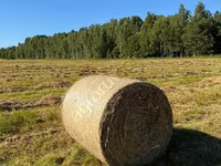 Сено луговое разнотравье — फ़ोटो 1