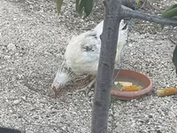Chickens — Foto 4