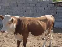 Bulle, Swiss cattle — Foto 3