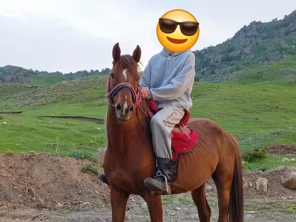 Hengst, Anglo-Arabian