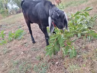 公山羊, Nubian Goat — 照片 4