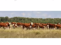 Kuh, Holstein-Rasse — Foto 5