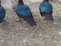Ducks — फ़ोटो 3