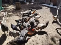 Chickens — फ़ोटो 4