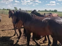 Hengst, Kushum Horse — Foto 3