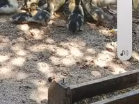 pato criollo doméstico — foto 5