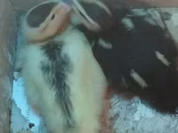 Ducks — 1-сурет