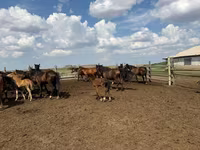 Hengst, Horse breed — Foto 2