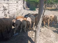 Вівця, Вівці — фото 3