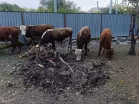 Bulle, Simmental cattle — Foto 3