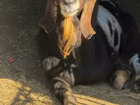 公山羊, Nubian Goat — 照片 2