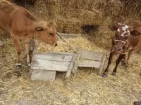 Toro, Ganado vacuno — foto 5