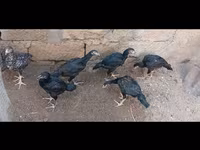 Guinea fowl — foto 1