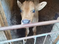 Bull, Red-spotted breed — photo 4