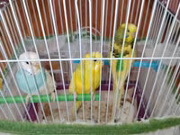 Məhsul: Dalmatian və Avstraliya cinsli dalğalı papuqaylar (budgerigar) — фото 3