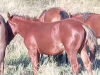 Stute, Kazakh horse — Foto 4
