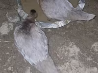 pato criollo doméstico — foto 4