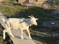 बकरी, Saanen goat — फ़ोटो 6
